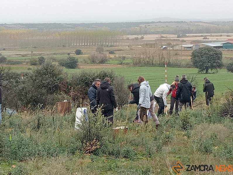 Reforestación en el Tera