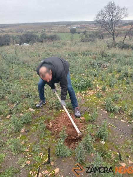 Reforestación en el Tera_3