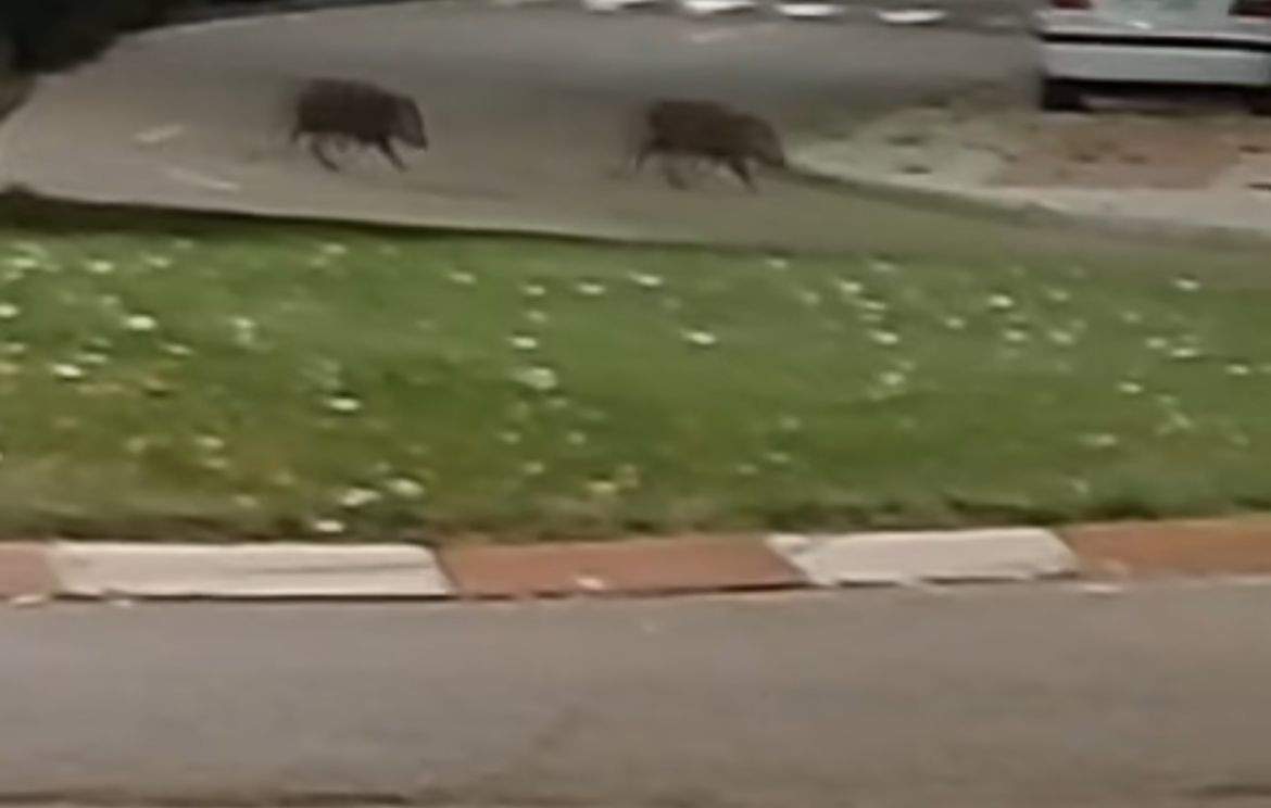 jabalíes por la ciudad de Benavente