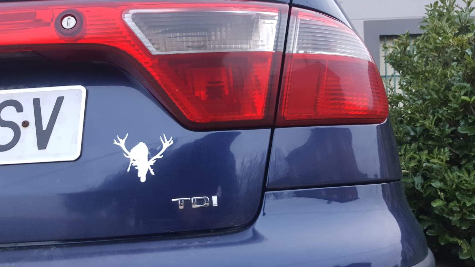 Silueta del ciervo Carlitos en el maletero de un coche. Fotografía: CEDIDA
