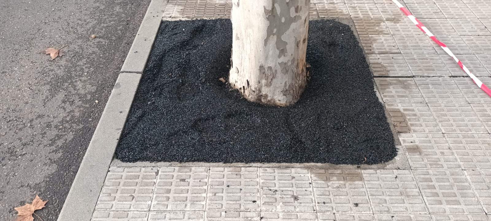Estado en el que han qudado algunos de los alcornoques drenantes colocados en Santiago Alba Bonifaz. Fotografía: CEDIDA