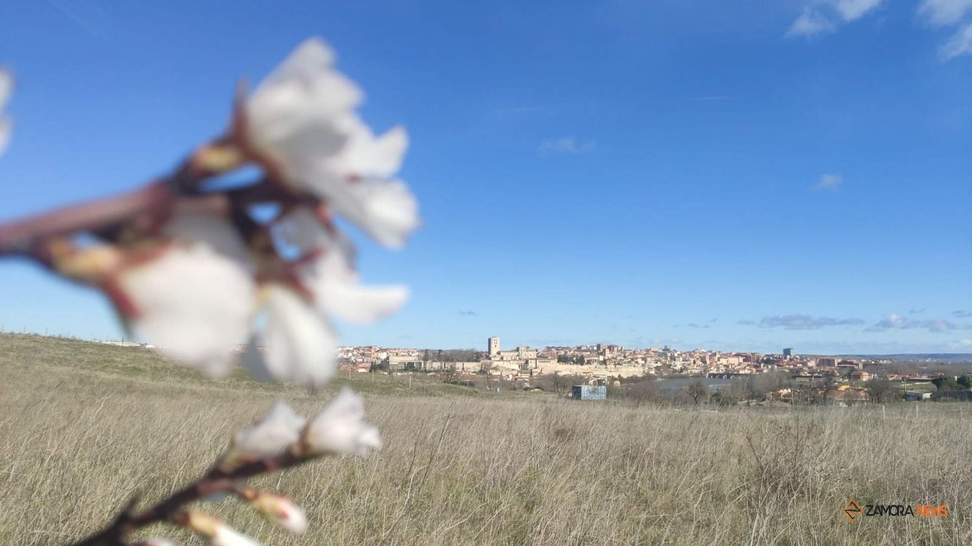 Almendros en flor a las afueras de Zamora