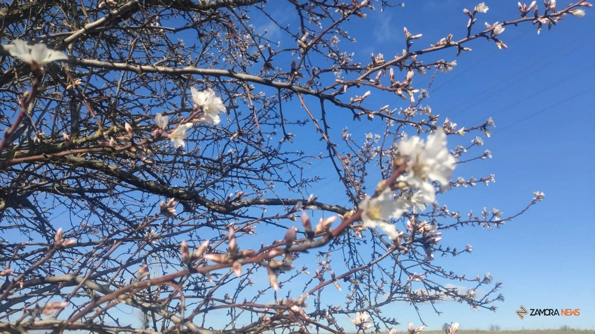 Almendros en flor a las afueras de Zamora