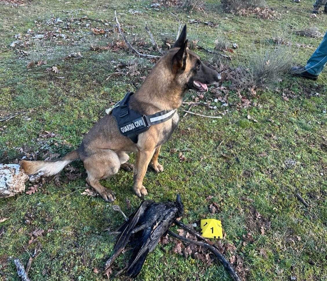 Perro de cebo de la Guardia Civil ante una de las aves muertas en Asturianos. Fotografía: GC
