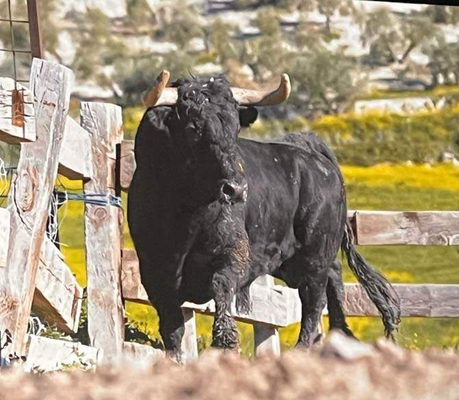 Meloso vía Interbenavente.es