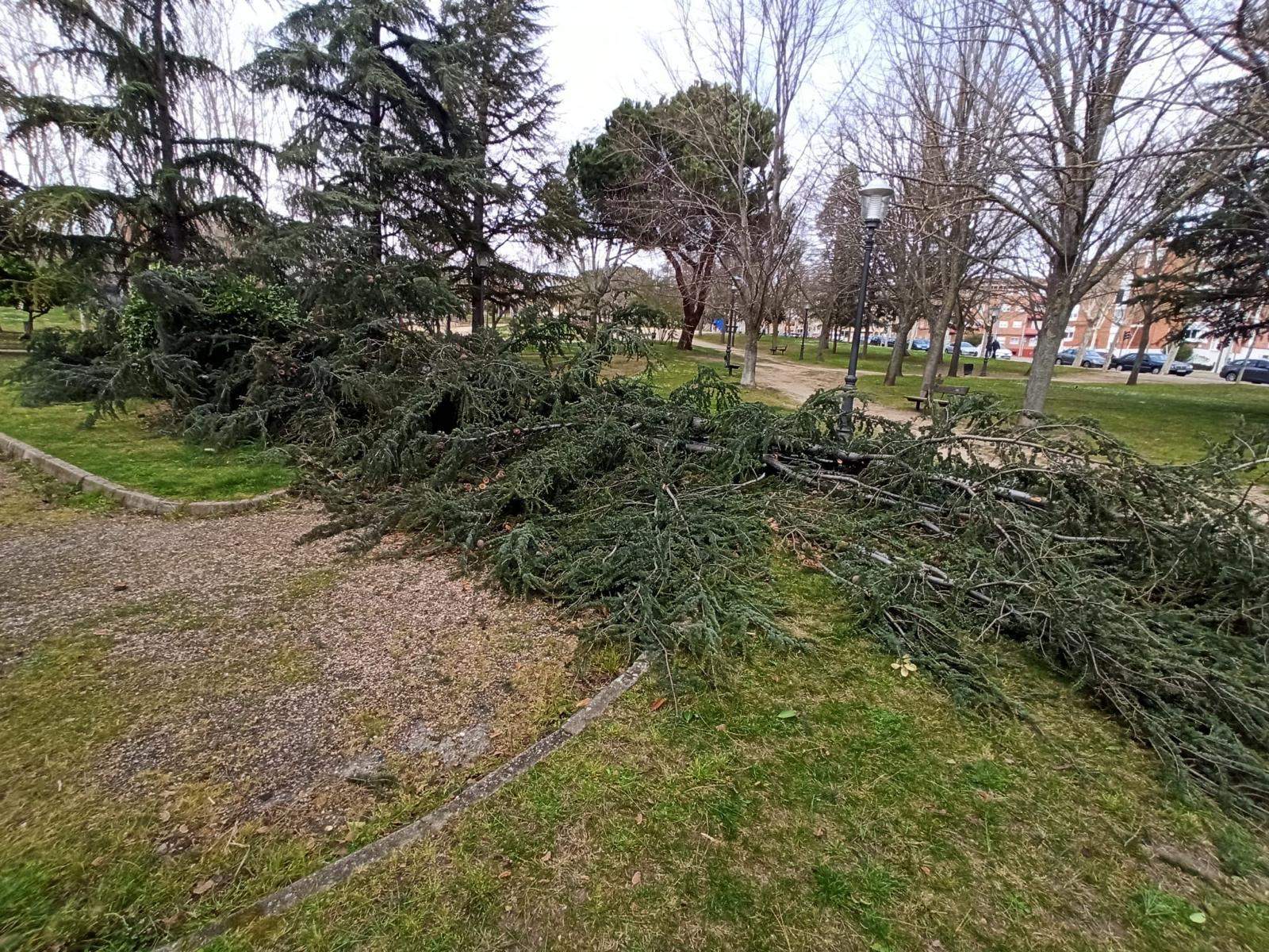 árbol caído