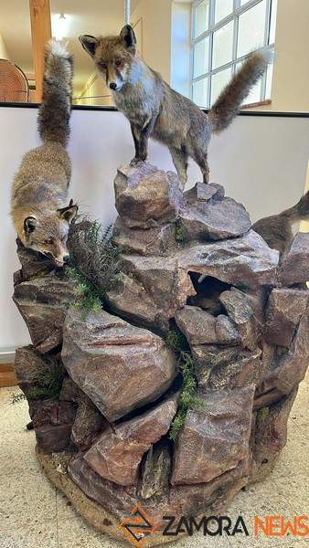 exposición fauna salvaje en Santibáñez de Vidriales _5