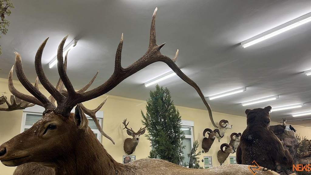 exposición fauna salvaje en Santibáñez de Vidriales _3