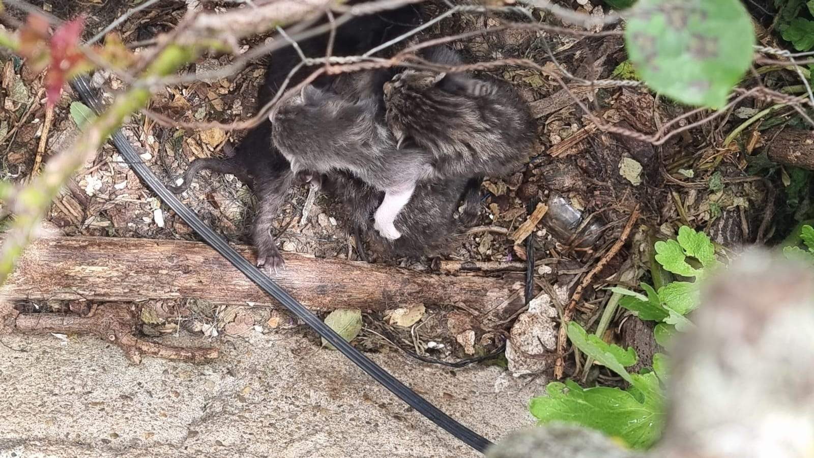 Camada de gatos asesinados en Boya