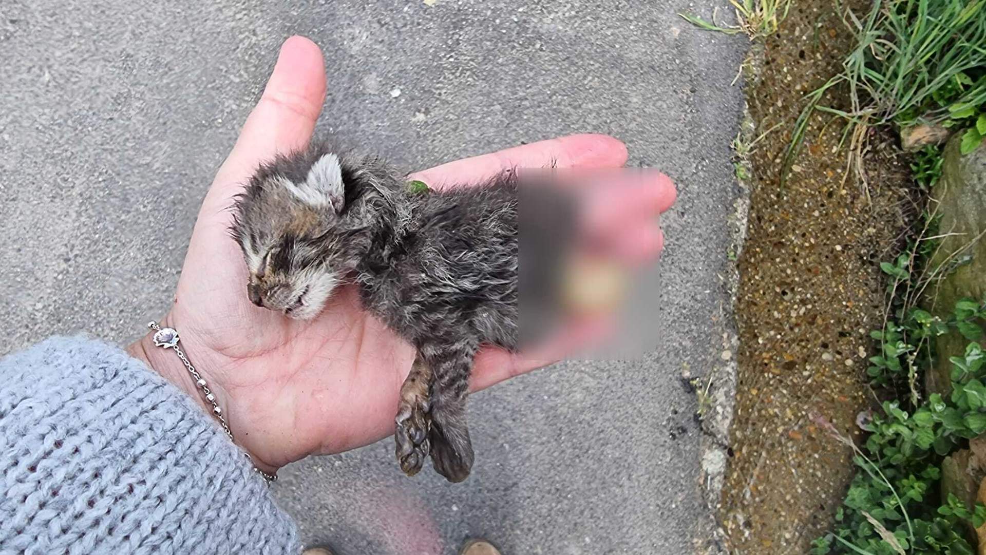 Camada de gatos asesinados en Boya