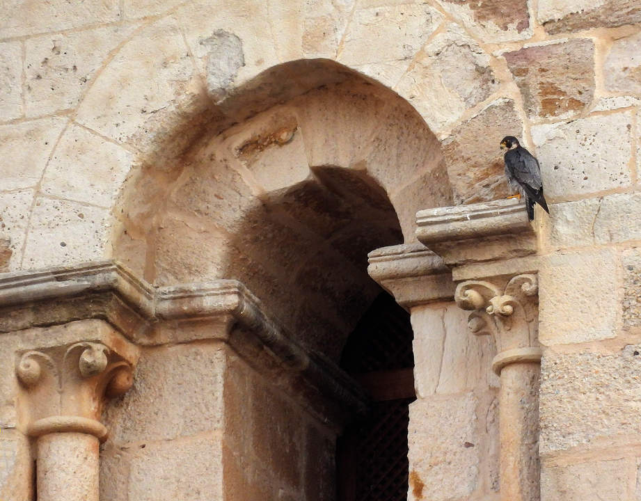 Brisa, la hembra de halcón peregrino, en la Catedral