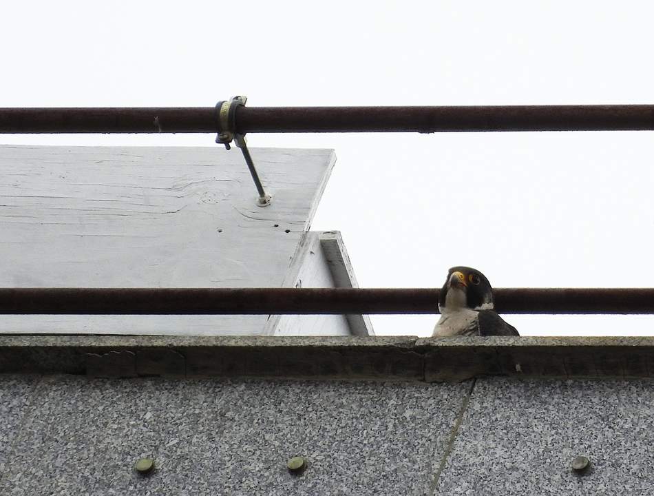Brisa, la hembra de halcón peregrino, en la caja nido instalada en los Nuevos Ministerios