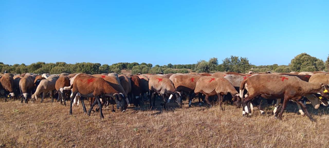 ovejas marca