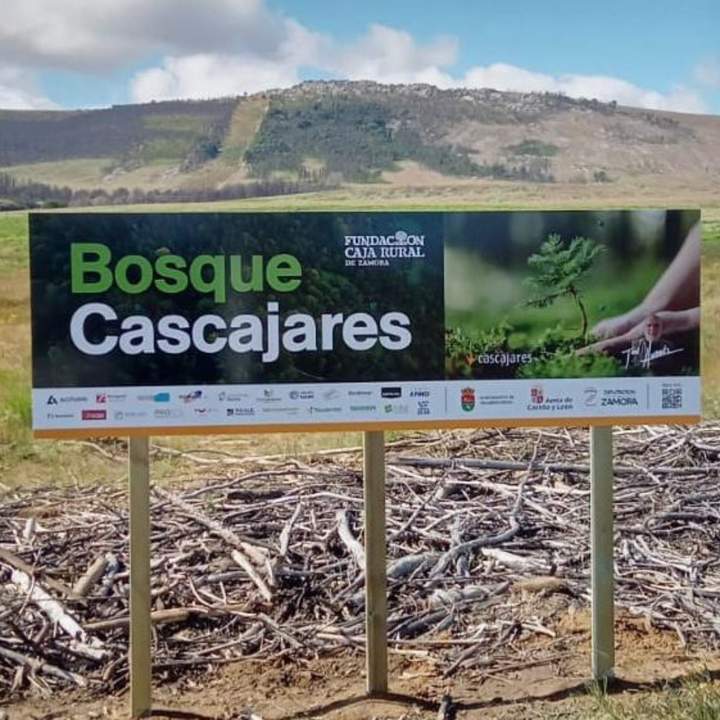 bosque cascajares