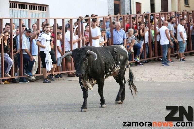 encierro alcañices