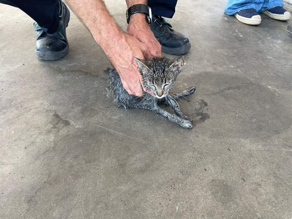 gato rescatado por los bomberos de Zamora