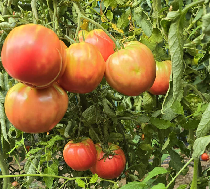 tomates juan gema