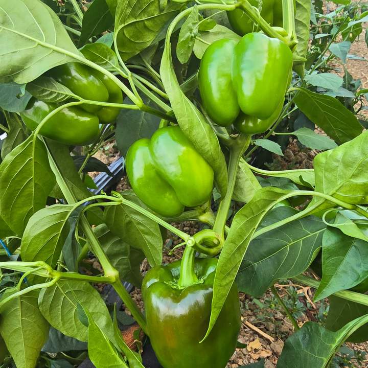 pimientos juan gema