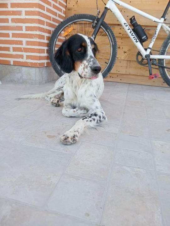 Perra de caza perdida