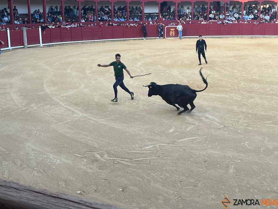 toro domingo encierro urbano_3