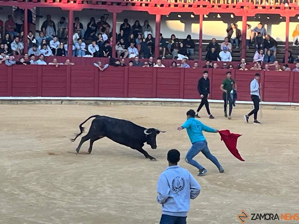 toro domingo encierro urbano_5