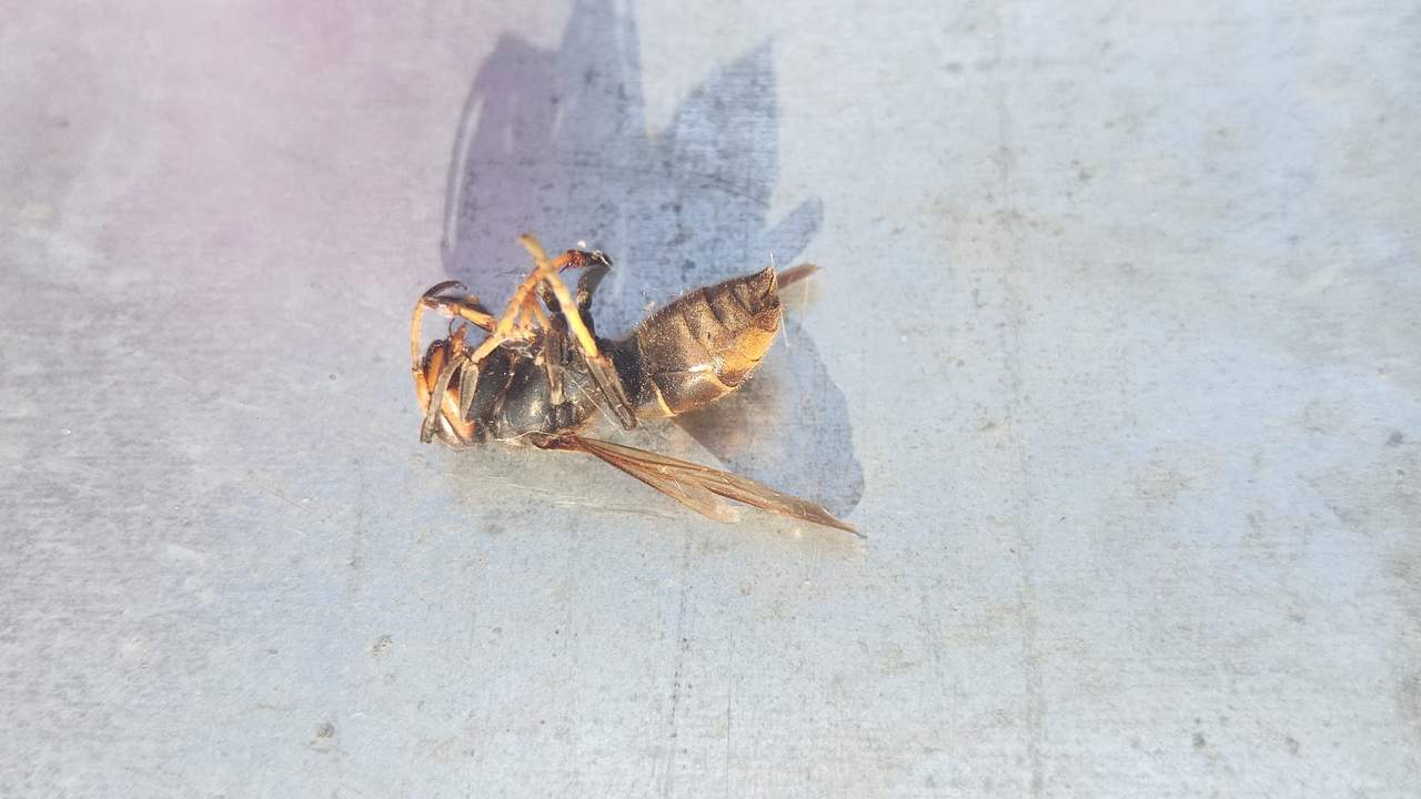 nido de Vespa velutina en la localidad de San Pedro de Ceque I