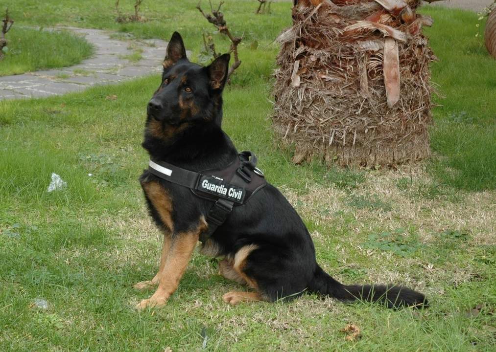Donald perro policía (2)