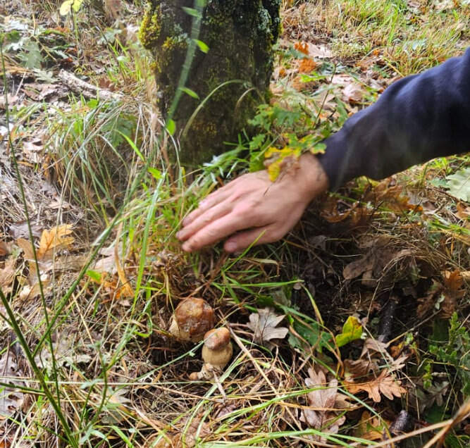 boletus recolección
