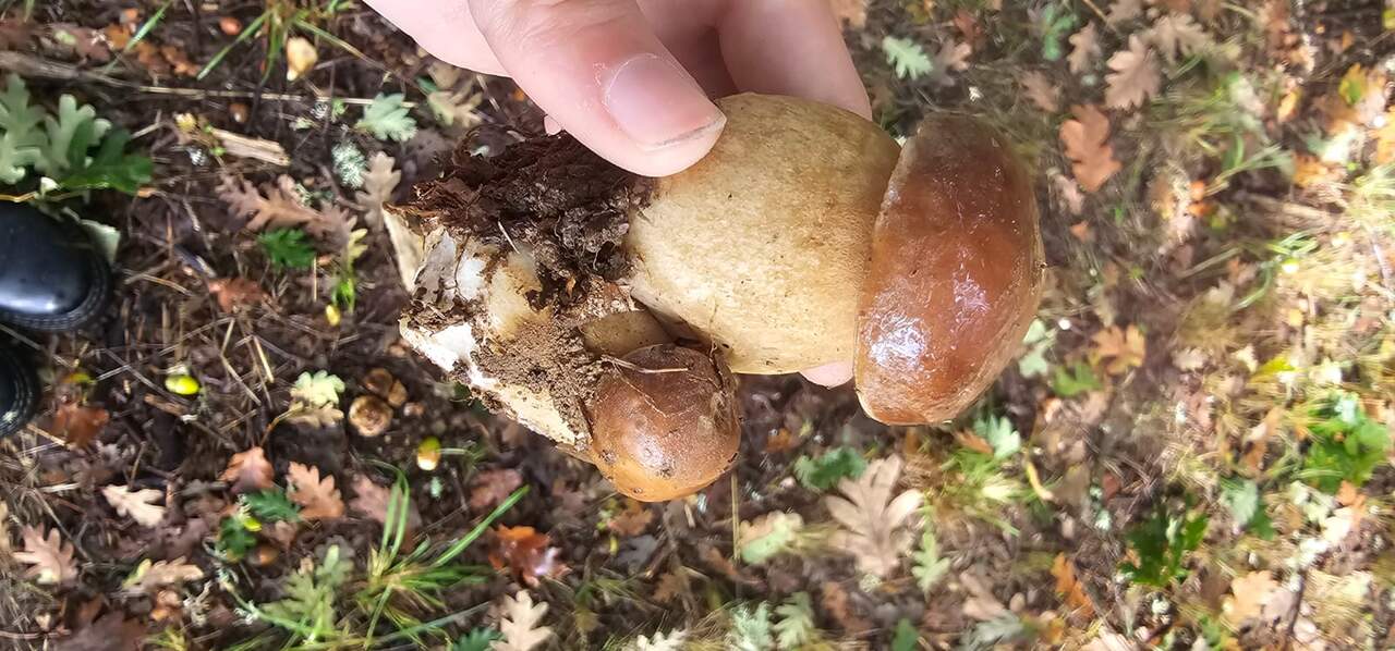 boletus mano