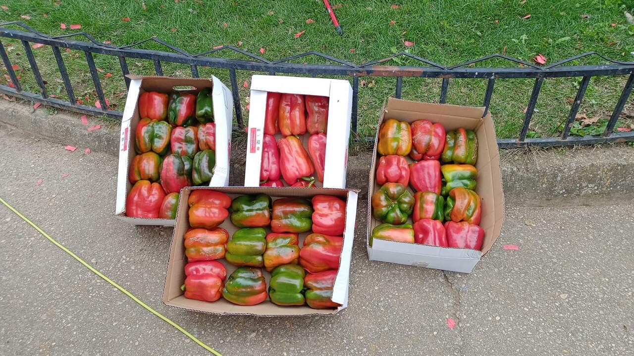 pimientos de Micereces de Tera