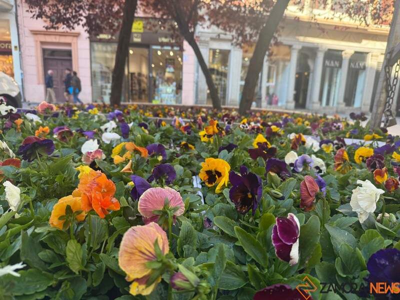 flores Plaza Sagasta