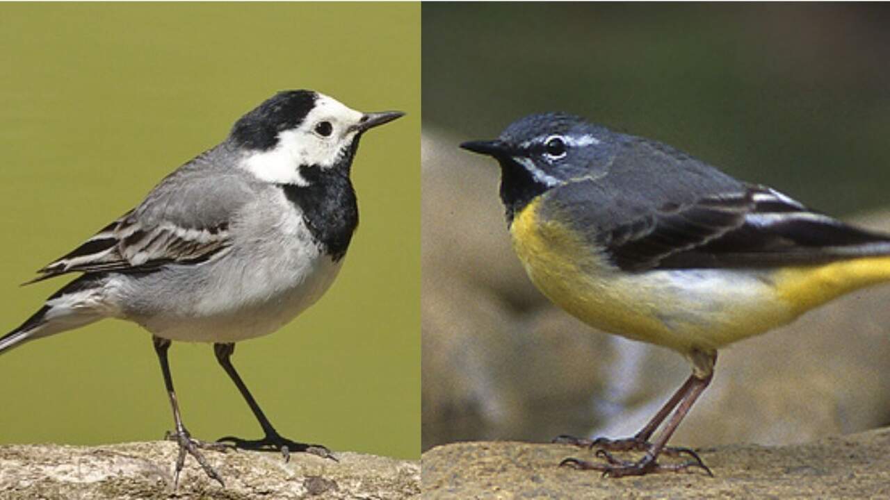 Lavandera (izquierda) y cascañeda (derecha)