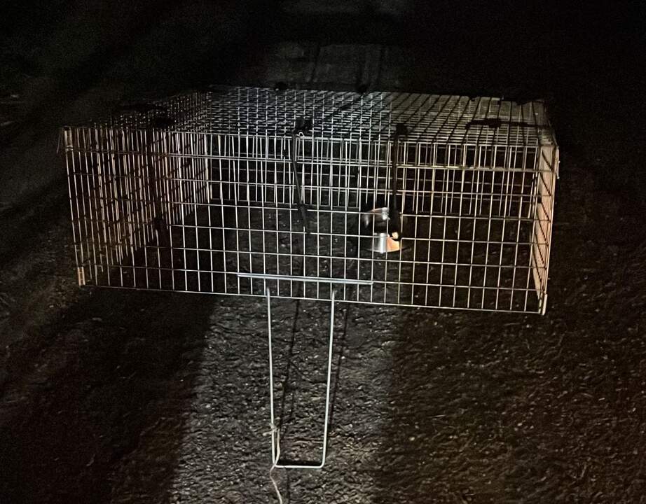 Asociación Animales Toro 3
