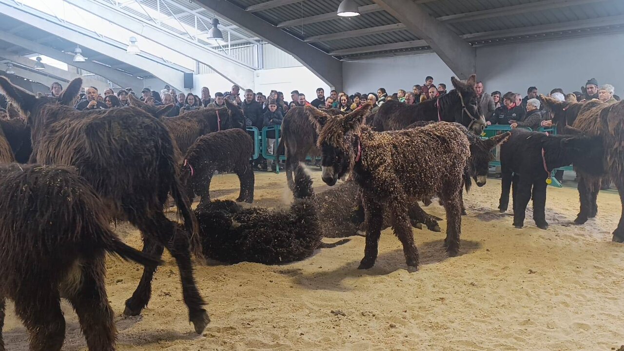burros, feria San Vitero (1)