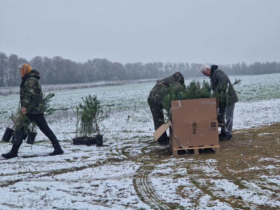 plantando bajo la nieve