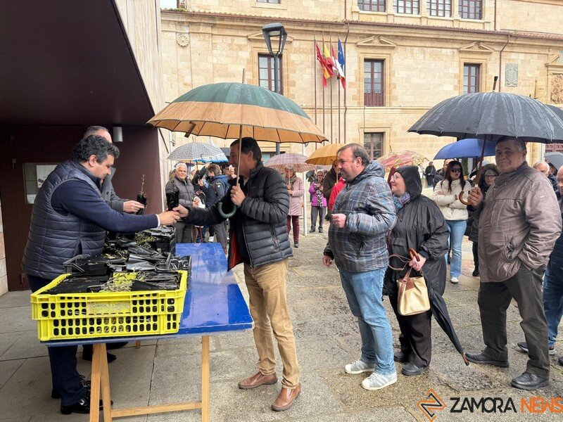 la Diputación de Zamora reparte olivos _2
