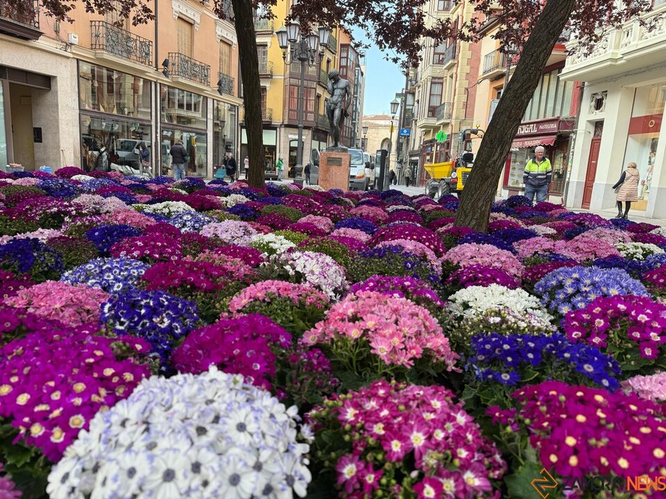 flores