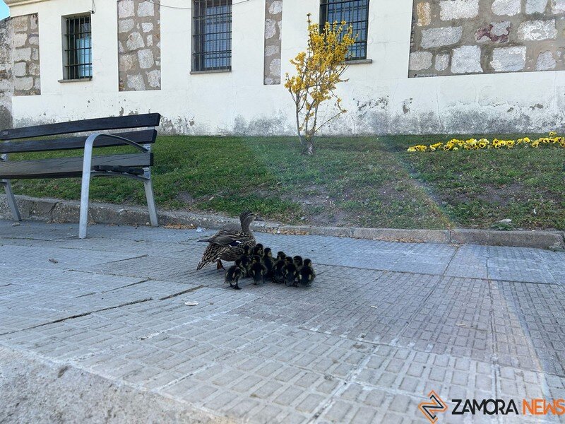 familia de patitos por Zamora _8