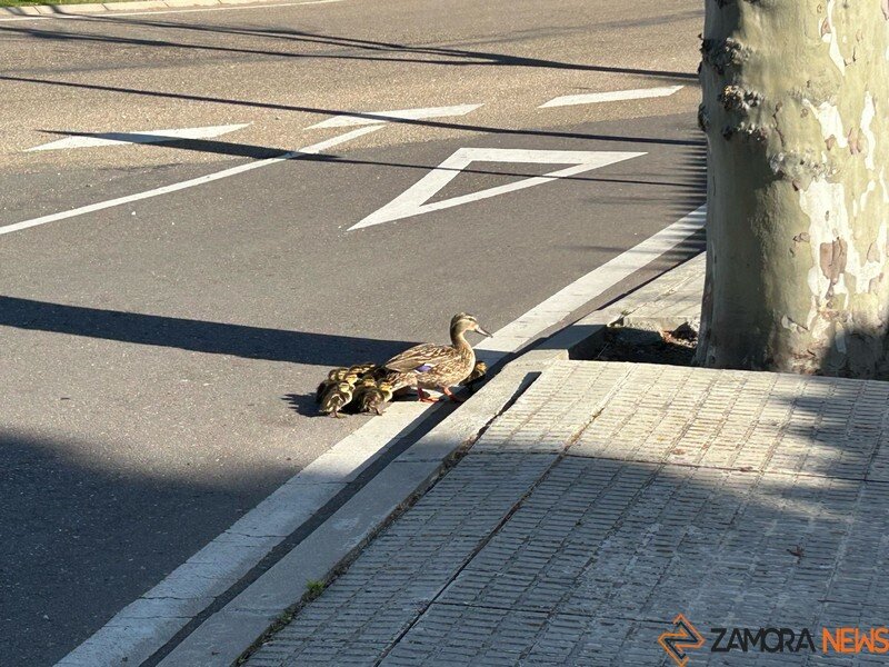 familia de patitos por Zamora _7
