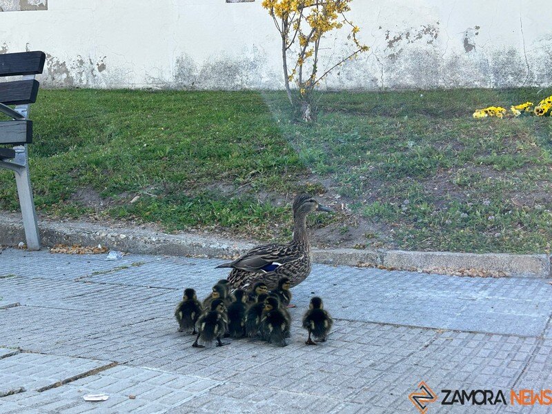 familia de patitos por Zamora _5
