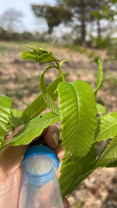 Zamora intensifica el control biológico de la avispilla del castaño