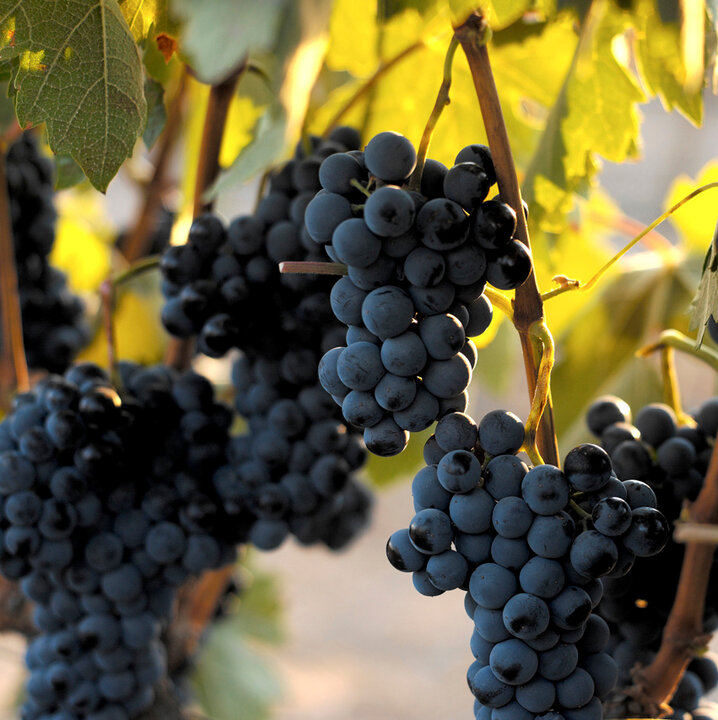 RUTAS DEL VINO