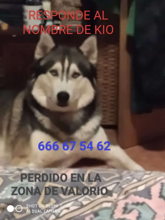 perro perdido