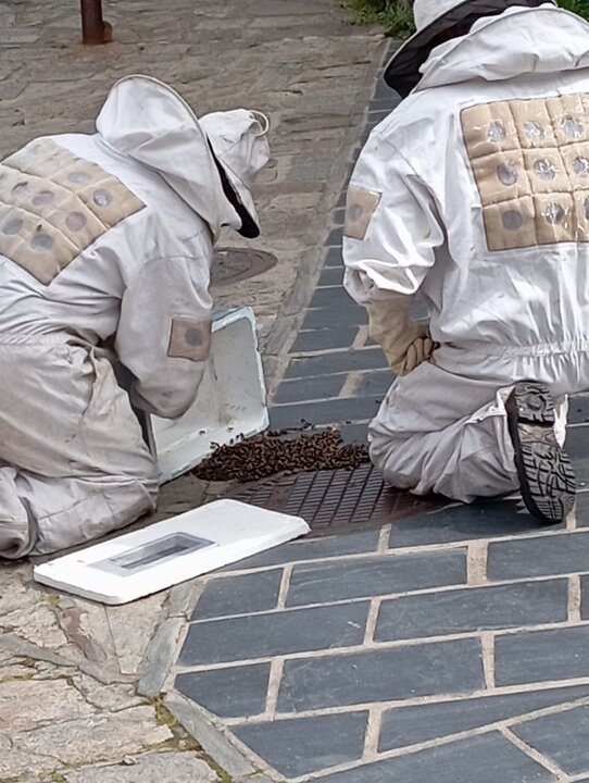 enjambre de abejas en Puebla de Sanabria (1)