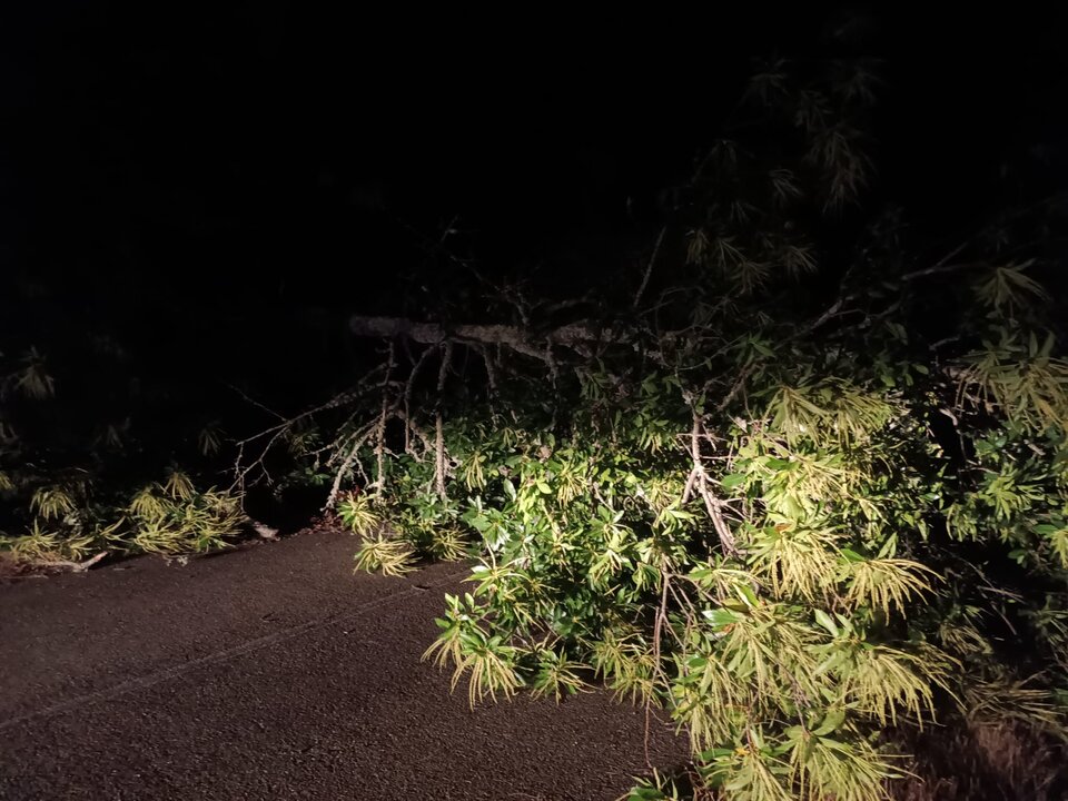 Un árbol de grandes dimensiones corta la carretera entre Nuez de Aliste y la N-122