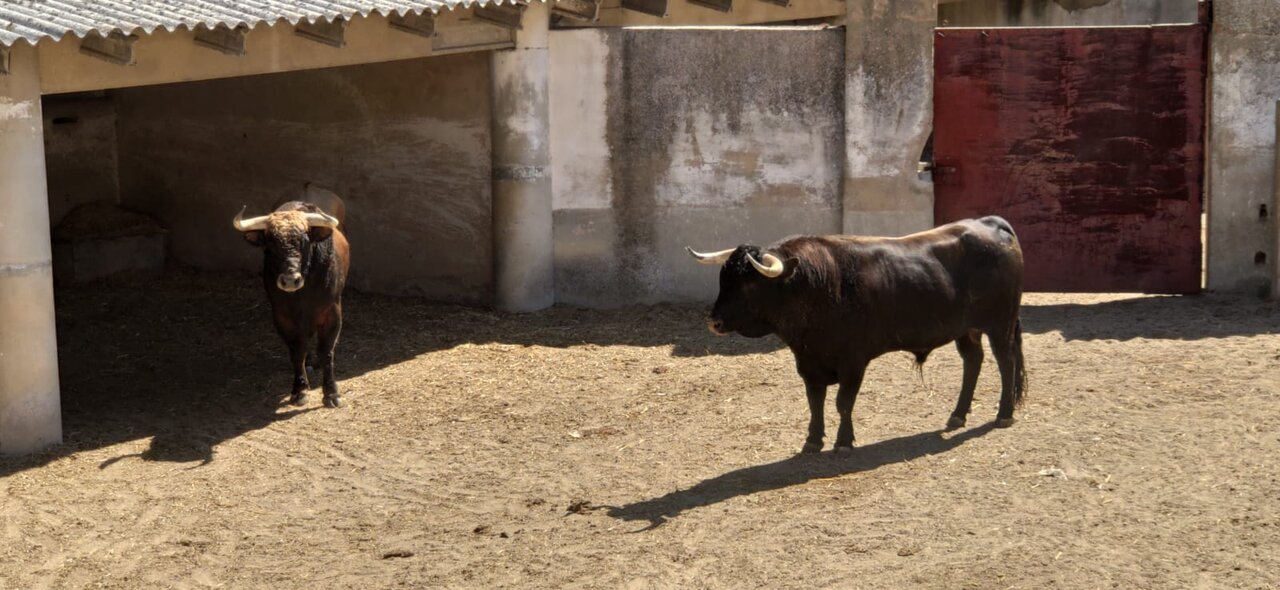 toros 2