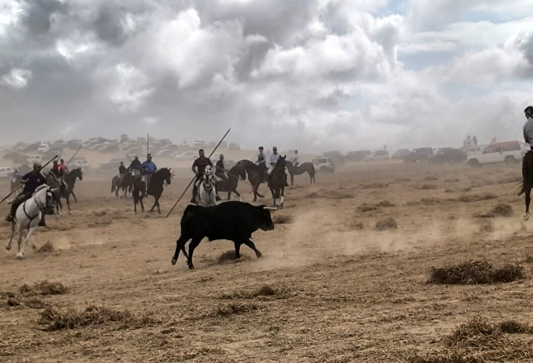 toro moraleja