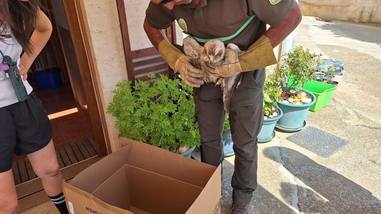 Los vecinos de Vega de Villalobos rescatan un águila calzada enferma