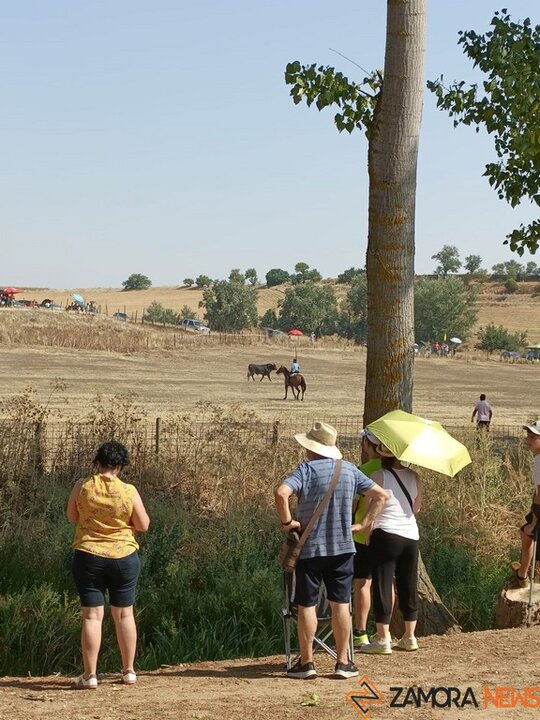 Encierro Fuentelapeña_4