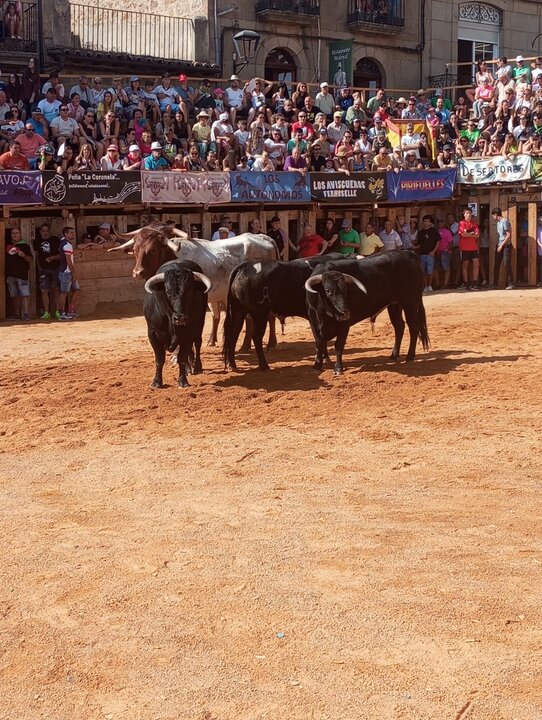 Tecer encierro Fermoselle, toros en la plaza